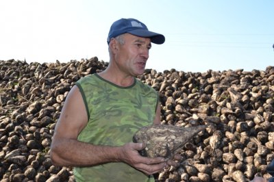 Приступили к уборке свеклы