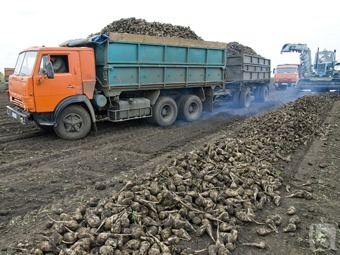 Уборка свеклы завершена