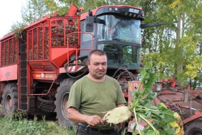 Уборка свеклы в разгаре